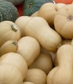 La courge butternut moyen