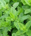 Menthe en bouquet