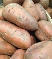 Patate douce  au kg
