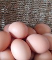 Œufs Bio par 6